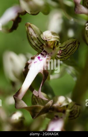 La languette de la sangle du buck (Himantoglossum hircinum), également appelée buckorchis, est une plante imposante du genre de languettes de la sangle (Himantoglossu Banque D'Images