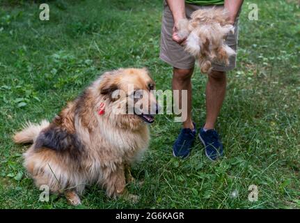 Un grand chien moelleux après avoir fait sortir la laine à l'extérieur. Homme tenant la laine dans les mains Banque D'Images