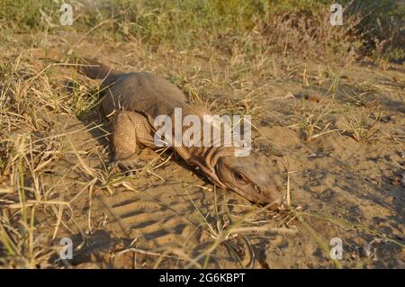 Moniteur Bengale ou moniteur indien commun, Varanus bengalensis, Rajasthan, Inde Banque D'Images