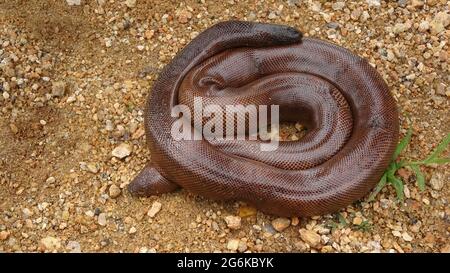 Red Sand Boa, Eryx johnii, Rajasthan, Inde. Endémique à l'Iran, au Pakistan et à l'Inde. NON VENIMEUX Banque D'Images