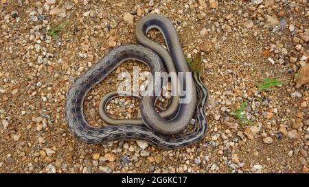 Serpent de Trinket, Coelognathus helena, Rajasthan, Inde. Originaire de l'Asie centrale du Sud. NON VENIMEUX Banque D'Images