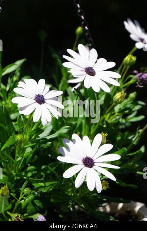 ostéospermum daisybuissons plante de jardin en pot au printemps Banque D'Images