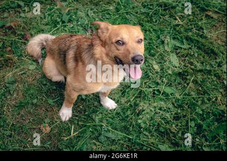 Portrait d'un chien au gingembre en plein air. Chien Mongrel Banque D'Images