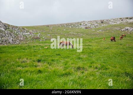 un troupeau de chevaux se grisent sur un pré vert dans les montagnes Banque D'Images