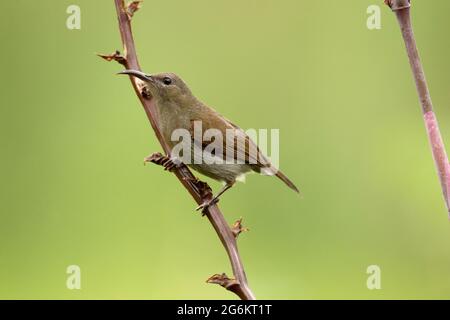 Vigors sunbird, Aethopyga (siparaja) vegorsii, femelle sur une branche d'un arbre, Pune, Inde. Endémique aux Ghats occidentaux de l'Inde. Banque D'Images