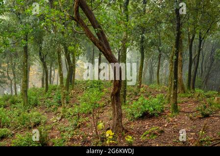 Forêt de chênes de Holm, typique des forêts méditerranéennes, à Montnegre, près de Coll d'en Cona, entre Sant Martí de Montnegre et Hortsavinyà Barcelone, Espagne Banque D'Images