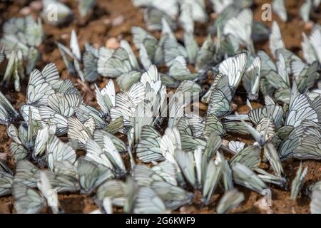 Groupe de papillons blancs à veiné noir ou Aporia crataegi, Sibérie, Russie Banque D'Images