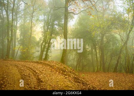 Les forêts de Montnegre près de Santa Maria de Montnegre, en automne (Barcelone, Catalogne, Espagne) ESP: Boques de la umbría del Montnegre (Cataluña, España) Banque D'Images