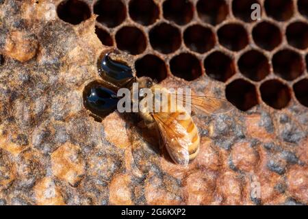 Une abeille sur un cadre dans un apiaire de Canterbury près des Alpes du Sud de l'île du Sud. Image de Bradley White Banque D'Images