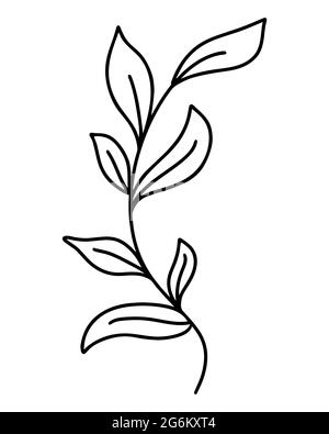 Feuille élégante, illustration vectorielle. Belle branche avec feuilles, élément botanique unique. Dessin à la main. Illustration de Vecteur