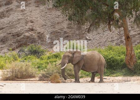 Éléphant d'Afrique (Loxodonta Africana) éléphants de désert dans un lit de rivière sec. Rivière Hoanib, Namibie, Afrique Banque D'Images