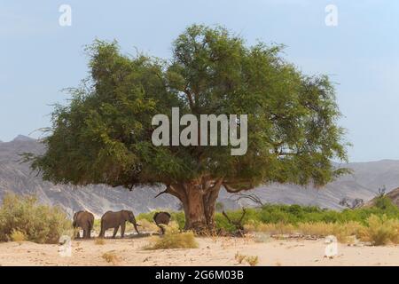 Éléphant d'Afrique (Loxodonta Africana) éléphants de désert dans un lit de rivière sec. Rivière Hoanib, Namibie, Afrique Banque D'Images