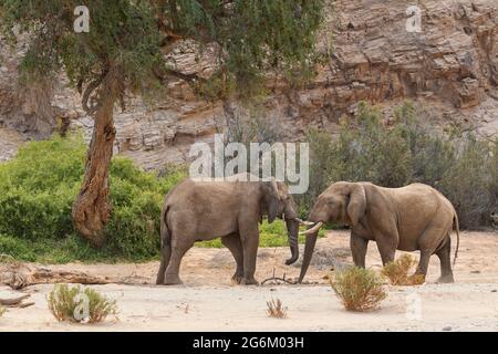 Éléphant d'Afrique (Loxodonta Africana) éléphants de désert dans un lit de rivière sec. Rivière Hoanib, Namibie, Afrique Banque D'Images