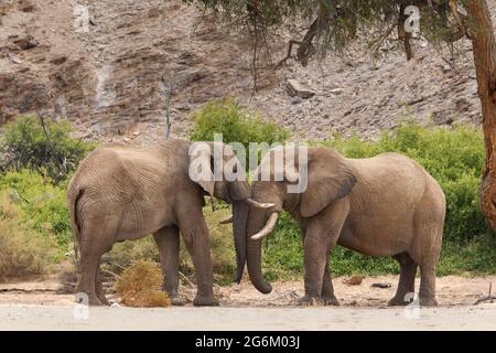 Éléphant d'Afrique (Loxodonta Africana) éléphants de désert dans un lit de rivière sec. Rivière Hoanib, Namibie, Afrique Banque D'Images