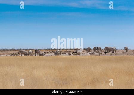 Faune africaine, animaux sauvages, éléphant, oryx, zèbre,impala, kudu autour du trou d'eau.Parc national d'Etosha, Namibie, Afrique Banque D'Images