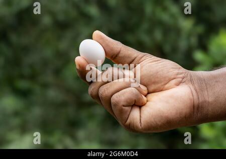 Œuf de pigeon à portée de main avec vue rapprochée à deux doigts Banque D'Images