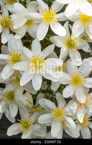 Gros plan sur les fleurs blanches des clematis de 'Cartmanii Joe' Banque D'Images