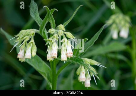 White Comfrey (Symphytum officinale) Banque D'Images
