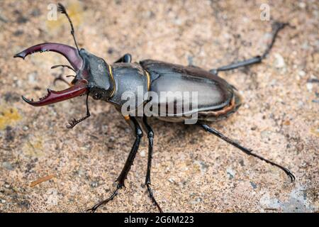 Coléoptère de cerf le coléoptère de cerf mâle, Nom scientifique: Lucanus cervus Banque D'Images