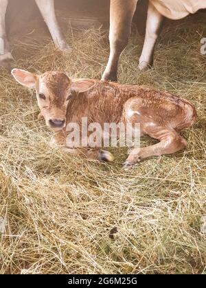 Nouveau-né veau dans la grange avec sa mère vache, ferme de bétail, photo Banque D'Images