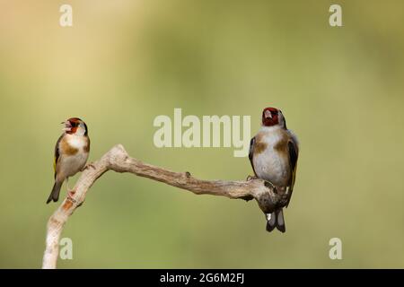 Égordfinch européen (Carduelis carduelis) perché sur une branche. Ces oiseaux sont des mangeurs de graines bien qu'ils mangent des insectes en été. Photographié en Israël Banque D'Images