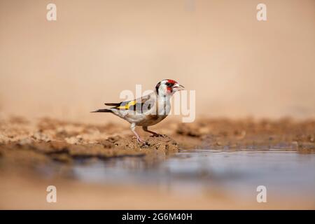 L'égorfque européen (Carduelis carduelis) près de l'eau. Ces oiseaux sont des mangeurs de graines bien qu'ils mangent des insectes en été. Photographié dans le negev de Banque D'Images