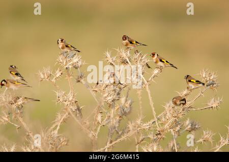 Un troupeau de lucarnes européennes (Carduelis carduelis) perchées sur une brindille. Photographié dans le nord du Néguev, en Israël, en octobre Banque D'Images
