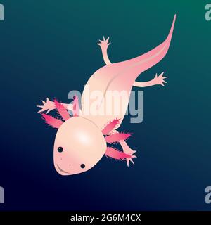 Dessin vectoriel numérique d'un axolotl. La salamandre nageait dans l'eau avec un fond aquatique coloré. Vous voyez l'animal sur son dos. Illustration de Vecteur