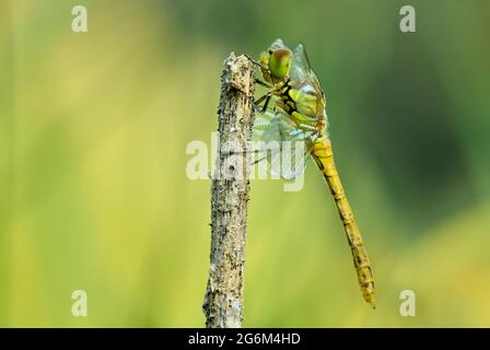 Une femelle de libellule de dard commune assise sur une tige sèche d'herbe. Vue latérale, gros plan. Genre espèce Sympetrum striolatum. Banque D'Images