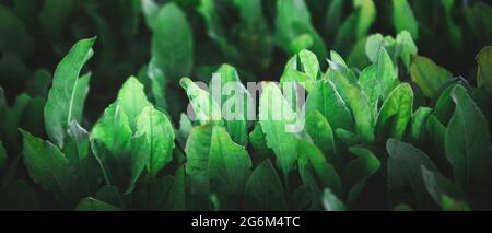Bannière avec texture de plantes organiques de l'étrel vert sain Banque D'Images