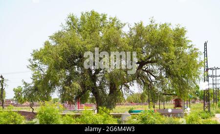 07 juillet 2021- Reengus, Sikar, Inde. Accent sélectif sur la plante Prospis cineraria ou Khejri avec des feuilles vertes et un fond. Photo de la nature. Banque D'Images