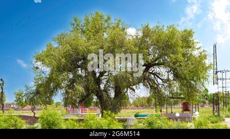 07 juillet 2021- Reengus, Sikar, Inde. Gros plan de l'usine de Khejri avec des branches verdoyantes dans la campagne indienne. Plante verte avec feuilles vertes et soutien-gorge Banque D'Images