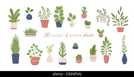 Grand ensemble de plantes de maison isolées. Éléments de conception. Illustration des plantes de maison, des plantes de maison et des plantes de bureau dans une casserole. Isolé sur un backgro blanc Illustration de Vecteur