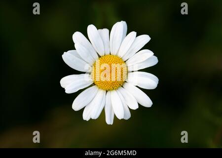 Leucanthemum vulgare, communément connu sous le nom de pâquerette à œnox, pâquerette à œnox, poussant dans un pré de fleurs sauvages à Wiltshire, au Royaume-Uni. Banque D'Images