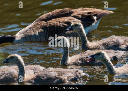 Poussins d'oie canadiens flottant sur une rivière. Banque D'Images