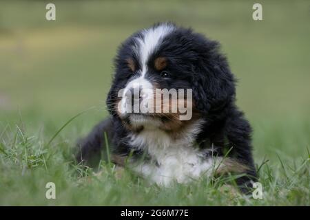 Chien de montagne bernois. Chiot de sept semaines. Banque D'Images