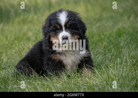 Chien de montagne bernois. Chiot de sept semaines. Banque D'Images