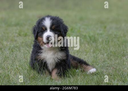 Chien de montagne bernois. Chiot de sept semaines Banque D'Images