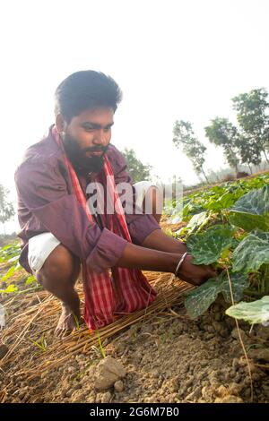 Jeune agriculteur indien travaillant dans leur domaine agricole Banque D'Images