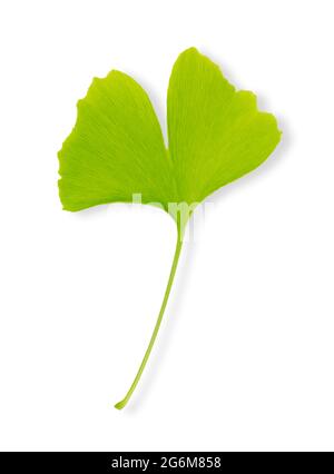 Feuille de ginkgo verte sur fond blanc. Ginkgo biloba, aussi gingko ou arbre de maidenhair. La feuille est un symbole de Tokyo, la capitale du Japon. Banque D'Images