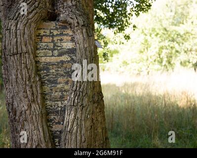 Étrange tronc d'arbre avec des briques dans le jardin botanique de l'université de Cambridge en Angleterre Banque D'Images