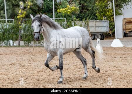 Blanc andalou purebred foal effectuant des exercices d'entraînement Banque D'Images