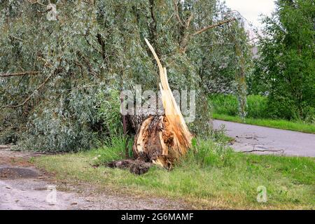 Saule tombé par la rue Satamakatu et la piste cyclable, causé par un orage violent le 23 juin. Salo, Finlande. 24 juin 2021. Banque D'Images