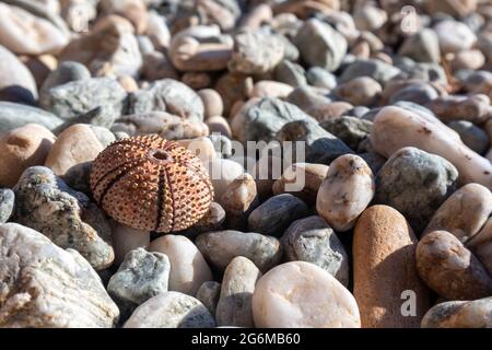 Coquille d'oursin rose (squelette) gros plan sur la plage de galets en pierre sur la mer Méditerranée en Grèce. Épineux, animaux globuleux, échinodermes ronds coques dures Banque D'Images