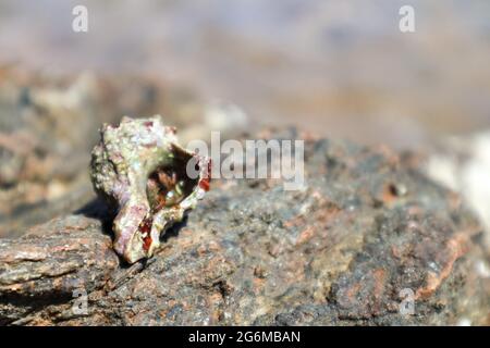 Crabe hermite caché dans la coquille dure du mollusque près de la surface de la roche sous le soleil d'été méditerranéen sur la rive de la mer. La vie sauvage marine Banque D'Images