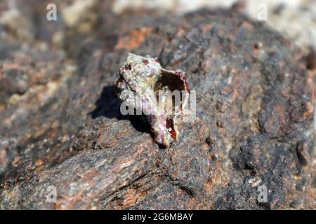 Le crabe ermite se cachant dans la coquille dure du mollusque près de la surface de la roche sous le soleil d'été méditerranéen sur la rive de la mer. La vie sauvage marine Banque D'Images