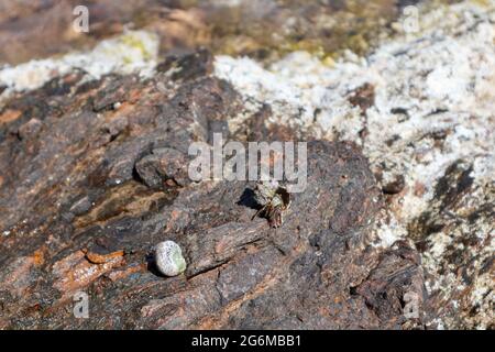 Crabe hermite caché dans la coquille dure du mollusque près de la surface de la roche sous le soleil d'été méditerranéen sur la rive de la mer. La vie sauvage marine Banque D'Images