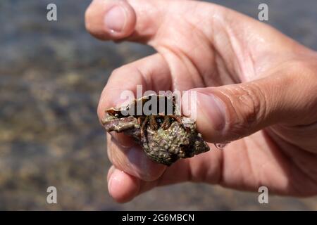 Main tenant le crabe ermite caché dans la coquille dure du mollusque gros plan sur fond flou sous le soleil d'été méditerranéen sur la côte de mer. La vie sauvage marine Banque D'Images