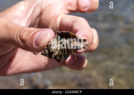 Main tenant le crabe ermite caché dans la coquille dure du mollusque gros plan sur fond flou sous le soleil d'été méditerranéen sur la côte de mer. La vie sauvage marine Banque D'Images