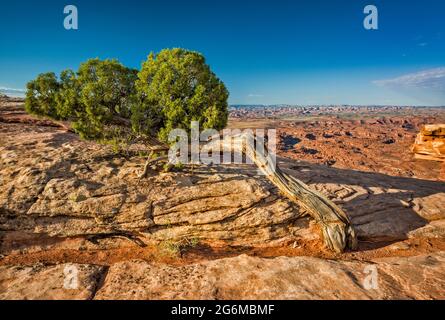 Utah Juniper Tree, vue sur Needles District, zone du parc national de Canyonlands, lever du soleil, depuis Needles surplombent dans Bears Ears National Monument, Utah, États-Unis Banque D'Images